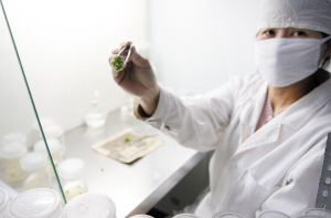 克隆瓶中苗育出万朵花（图）