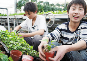 克隆瓶中苗育出万朵花（图）