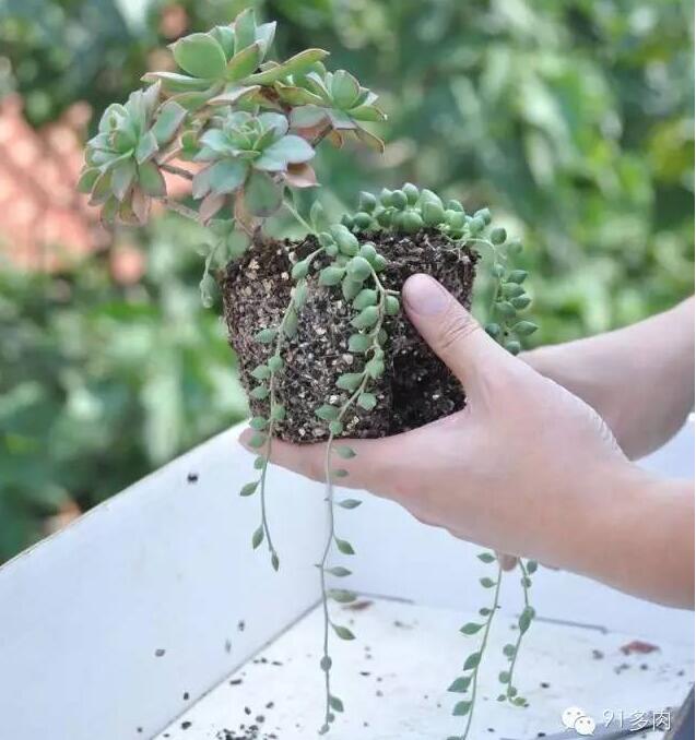 多肉的栽培方法(多肉花的养殖方法和注意事项)